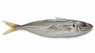 Image result for Florida Mackerel