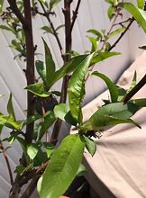 Image result for Nectarine Tree Diseases