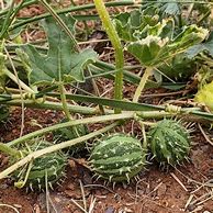 Image result for Paddy Melon