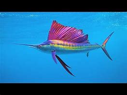 Image result for Fastest Sea Animal