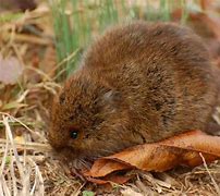 Image result for Eastern Meadow Vole