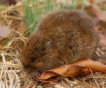 Image result for Baby Black Meadow Vole