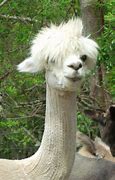 Image result for Alpaca Long Hair