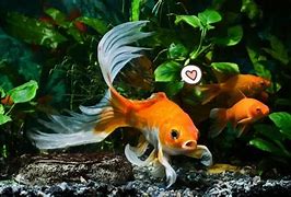 Image result for Ikan Komet