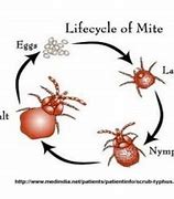 Image result for Ticks and Mites