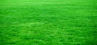 Image result for Bright Green Grass in Lawn