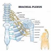 Image result for Brachial Plexus Innervation Chart