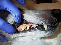 Image result for Tartar Buildup On Dog Teeth