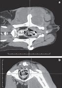 Image result for Cranial Tibial Muscle Dissected Cat