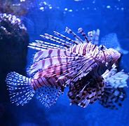 Image result for Saltwater Lionfish