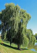 Image result for Willow Tree Plant