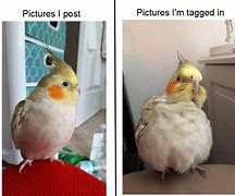 Image result for Birb Memes