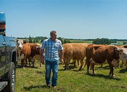 Image result for Prince Edward Island Cattle