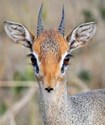 Image result for Dik Dik Nose