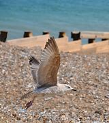 Image result for Sea Gull Shape