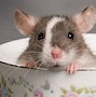 Image result for Rat End