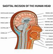 Image result for Human Head Anatomy