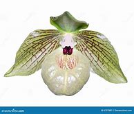 Image result for Unusual Orchid Flower