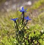 Image result for Tundra Flora