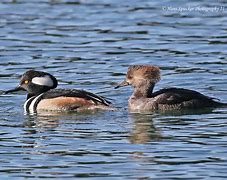 Image result for Hooded Merganser Black and White