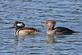 Image result for Standing Hooded Merganser