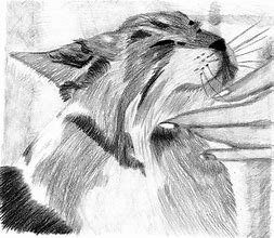 Image result for Cat Shading