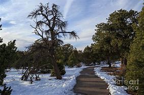 Image result for Paved Path Tree