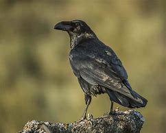 Image result for Photo of a Raven