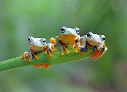 Image result for Cheesy Romantic Frog