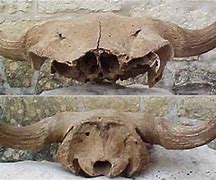 Image result for Bison Occidentalis