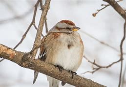 Image result for Tree Sparrow