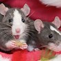 Image result for Rotating Rat