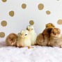 Image result for Serama Chicken Baby