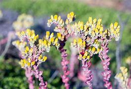 Image result for Dudleya San Diego