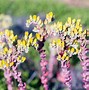 Image result for Dudleya San Diego