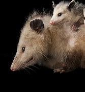 Image result for Black Opossum