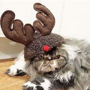 Image result for Animal Christmas Funny Cats