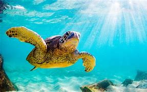 Image result for Snorkel in the Sea