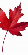 Image result for Small Leaf