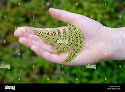 Image result for Sori On Fern