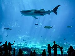 Image result for Aquario De Atlanta