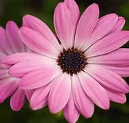 Image result for Singal Pink Flower