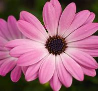 Image result for Pink Rare Flpwers