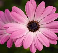 Image result for Singular Pink Flower