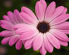 Image result for Flawer Pink