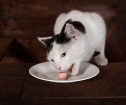 Image result for Cat Eating Sausage