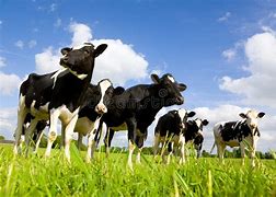 Image result for Funny Holstein Cows