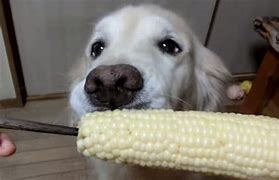 Image result for Dog Eating Corn