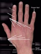 Image result for Back of Hand Name