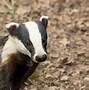 Image result for Badger Mole Animal